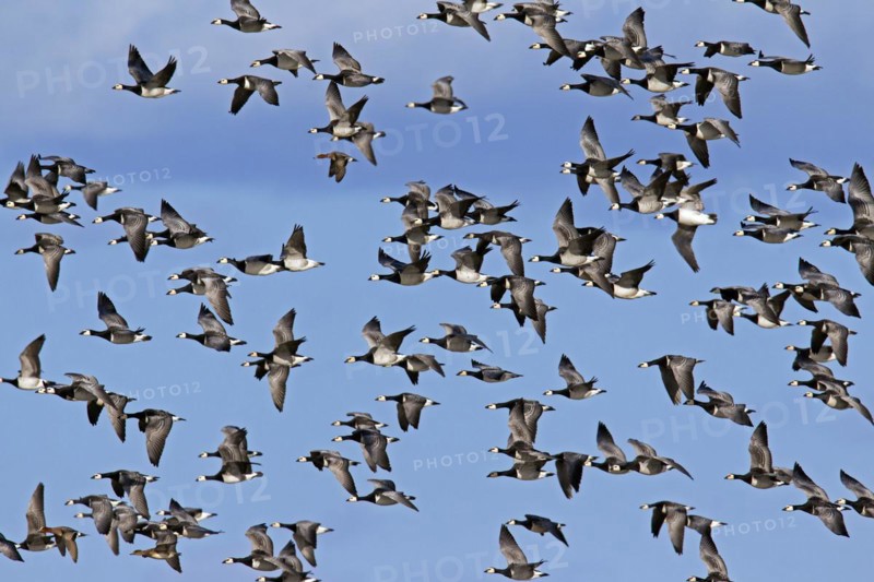 Flock of Barnacle Geese