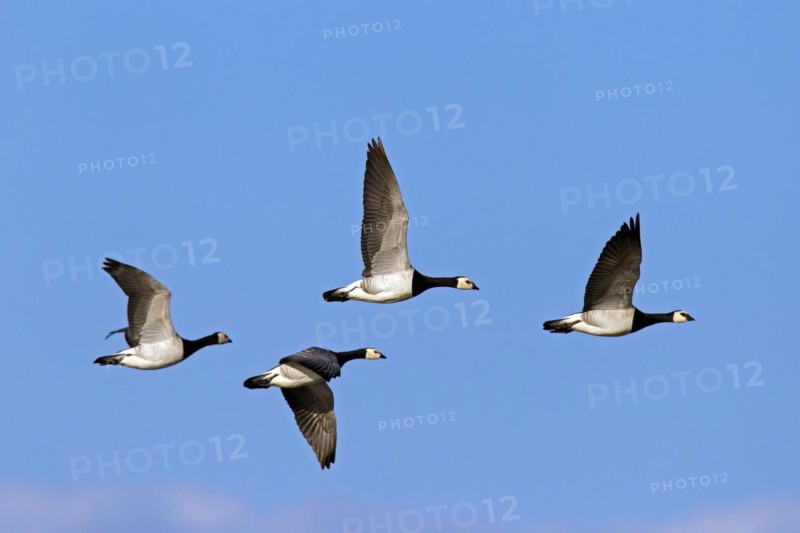 Flock of Barnacle Geese