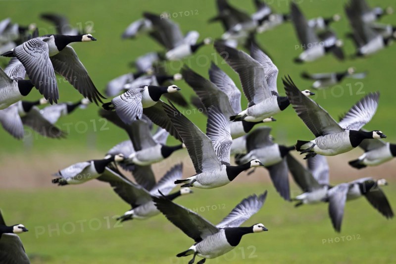 Flock of Barnacle Geese