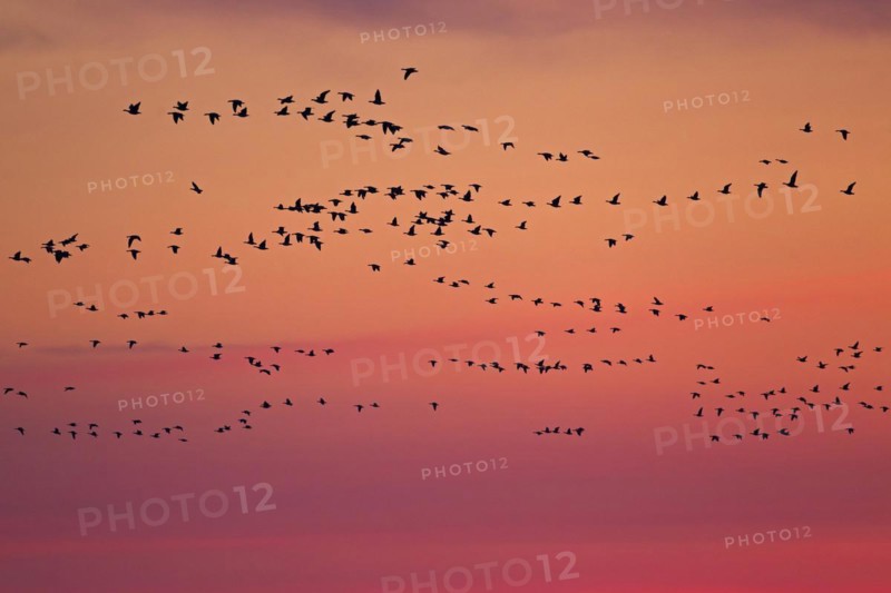Flock of Barnacle Geese