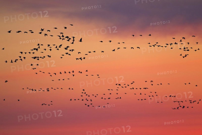 Flock of Barnacle Geese