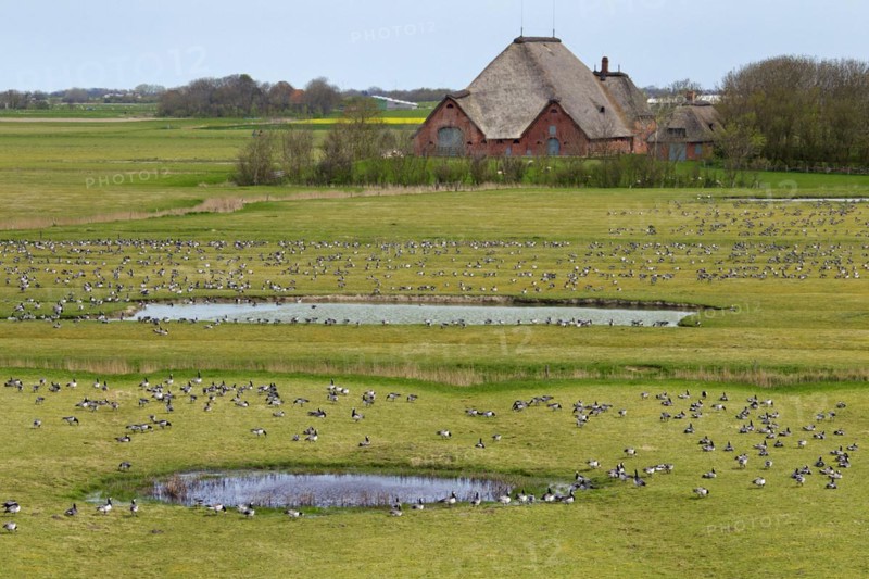 Flock of Barnacle Geese
