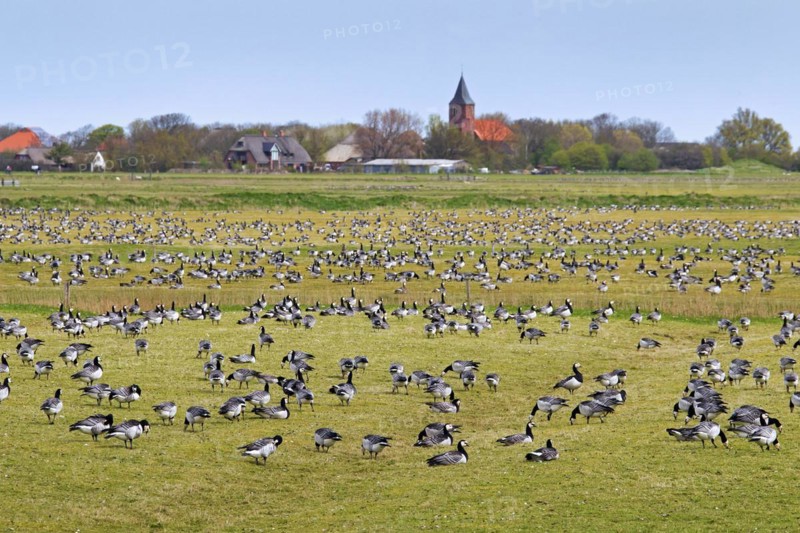Flock of Barnacle Geese