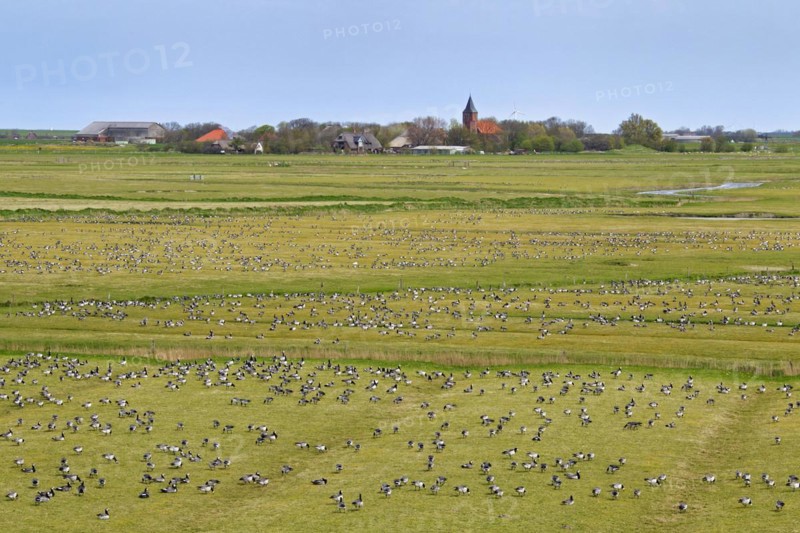 Flock of Barnacle Geese