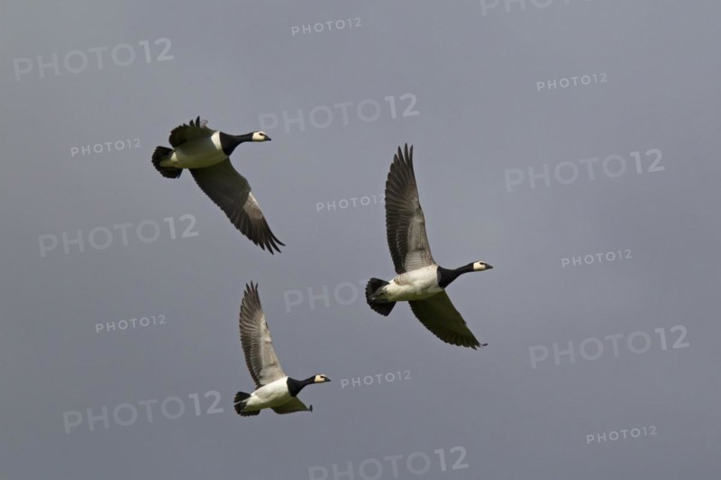 Barnacle Geese
