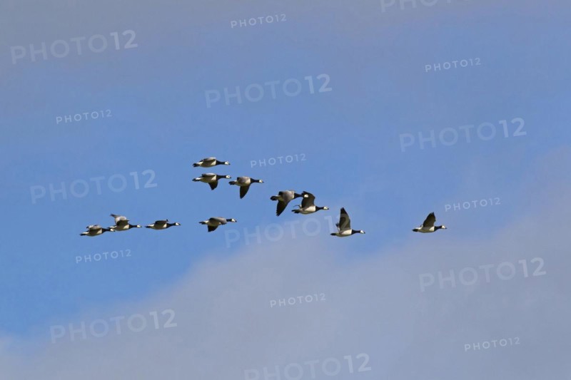 Barnacle Geese