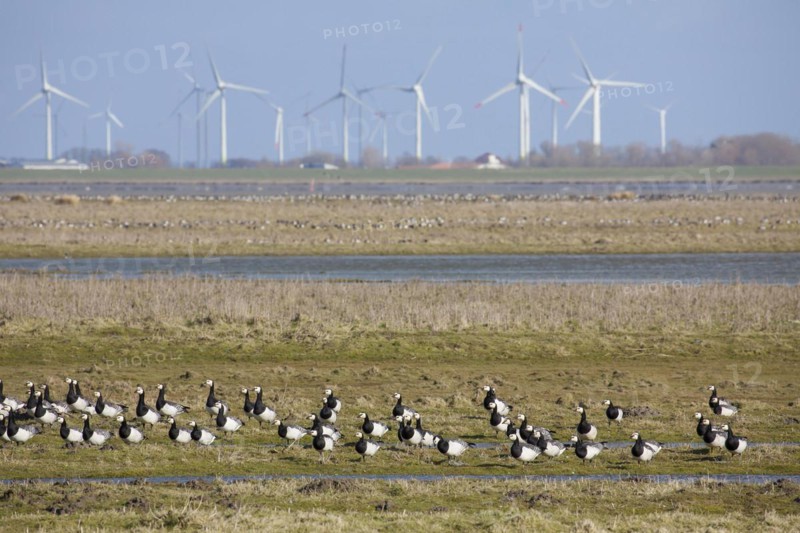 Flock of barnacle geese