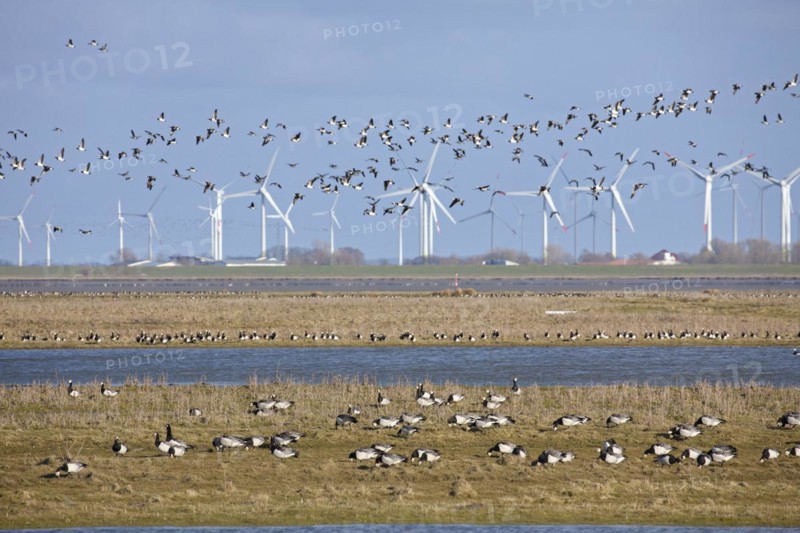 Flock of barnacle geese