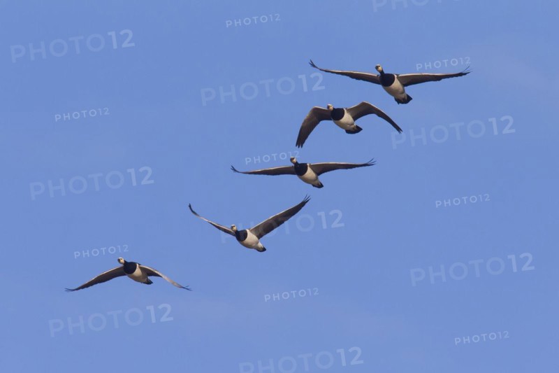 Migrating barnacle goose