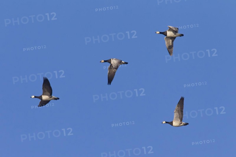 Migrating barnacle goose