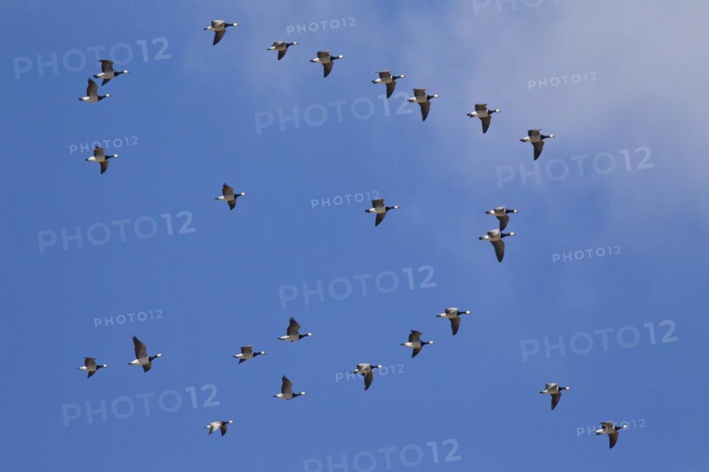 Migrating barnacle goose