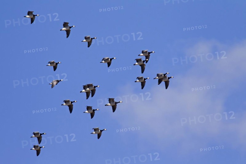 Migrating barnacle goose