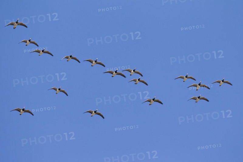 Migrating barnacle goose