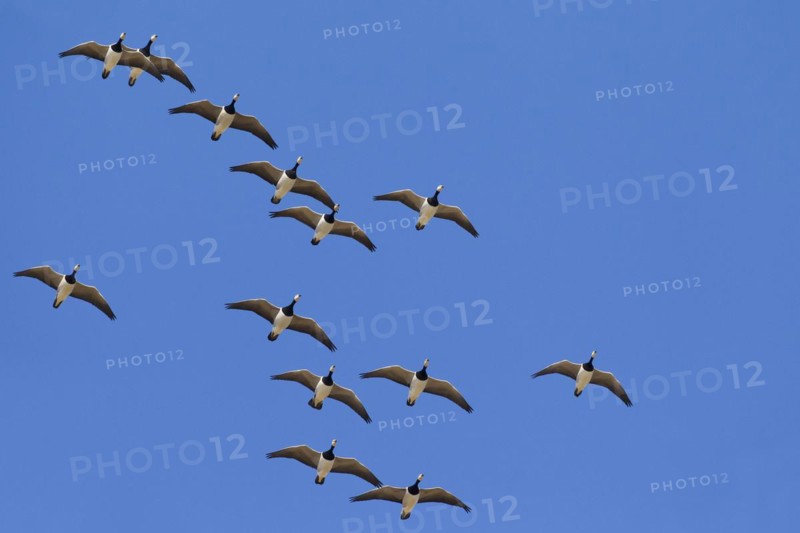 Migrating barnacle goose