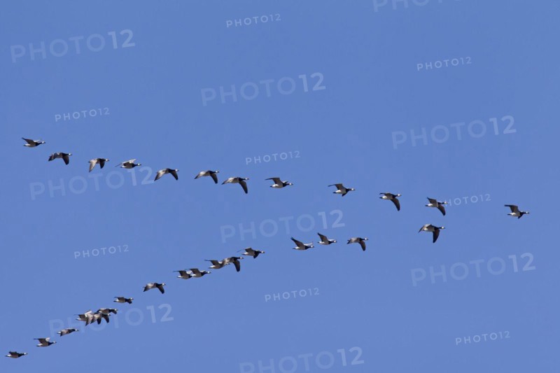 Migrating barnacle goose
