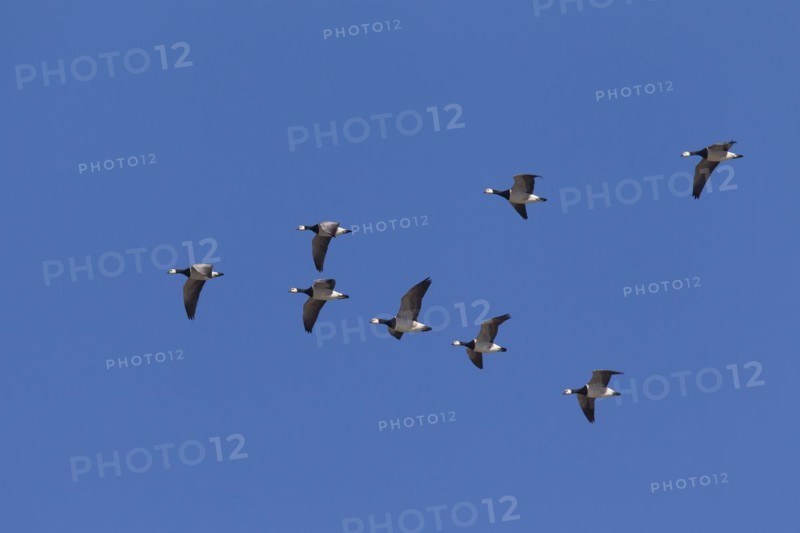 Migrating barnacle goose