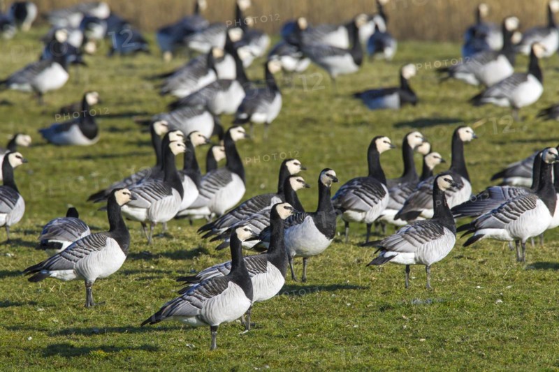 Barnacle goose