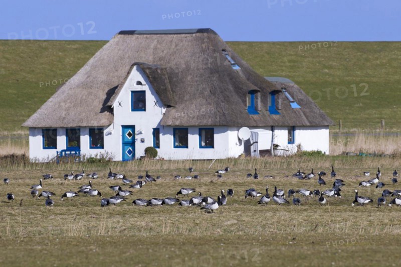 Barnacle goose