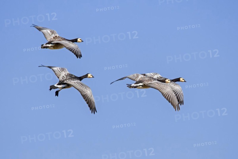 Barnacle goose