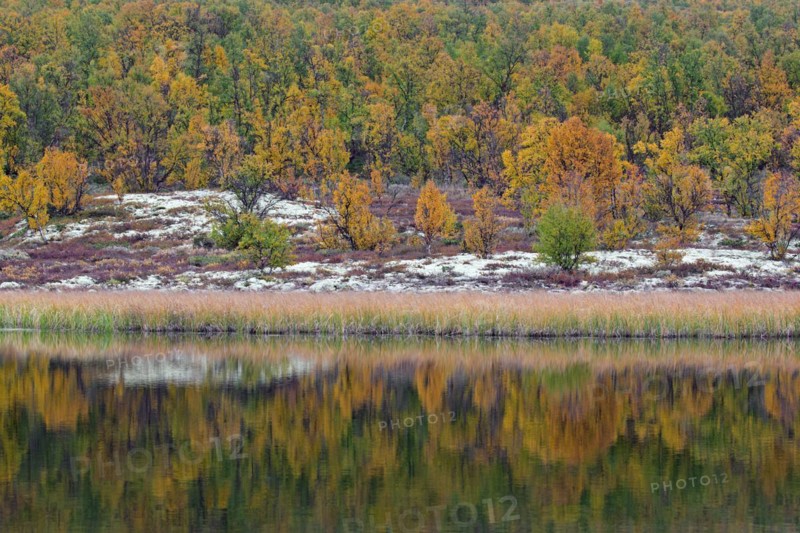 Birch trees showing autumn colours reflected in water of pond in the Fokstumyra Nature Reserve in Dovrefjell
