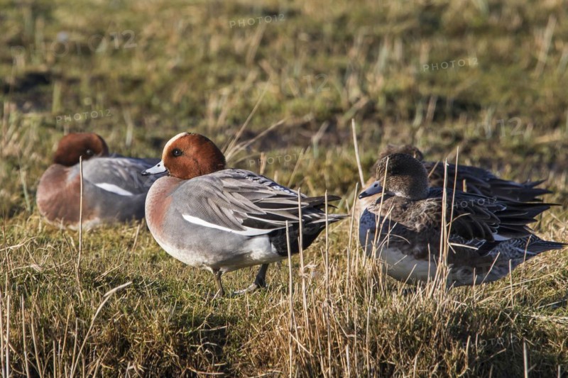 Eurasian wigeon