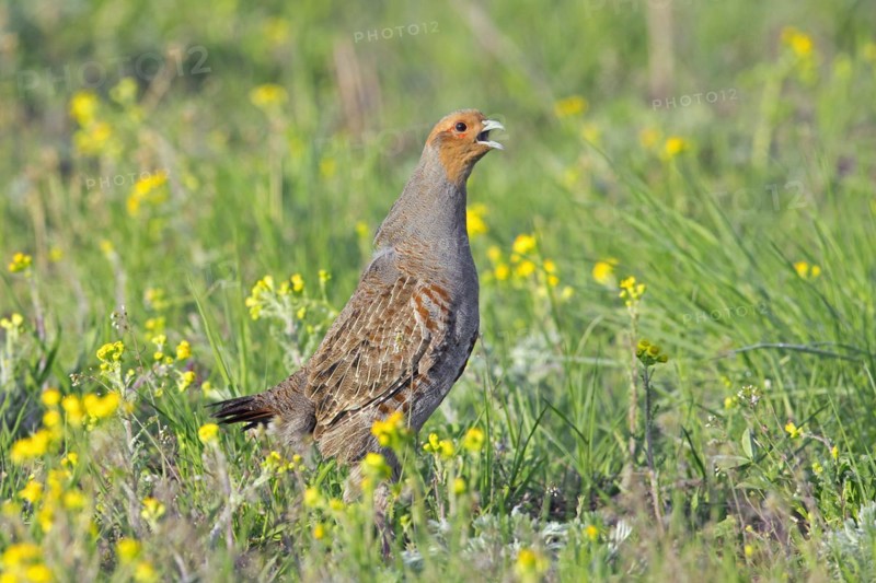Grey partridge