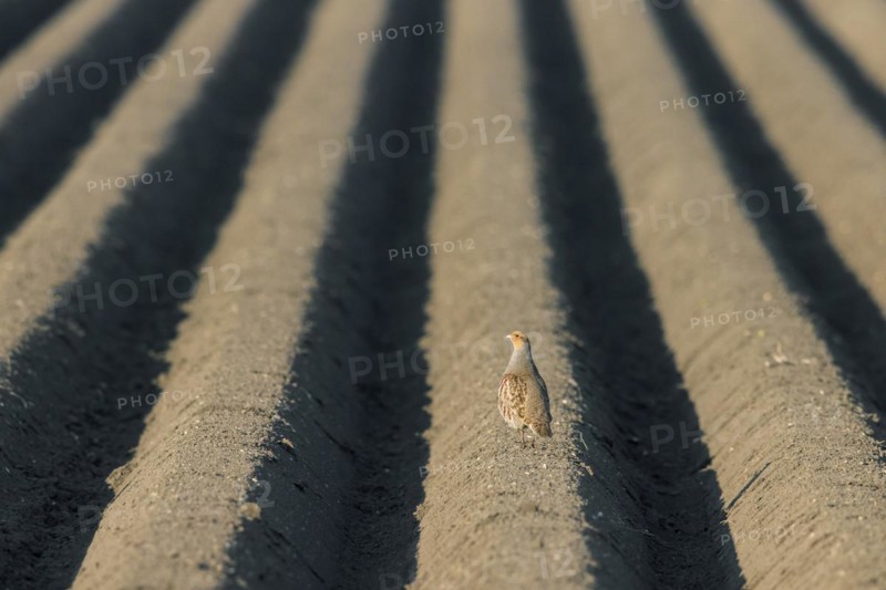 Grey partridge