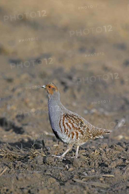 Grey partridge