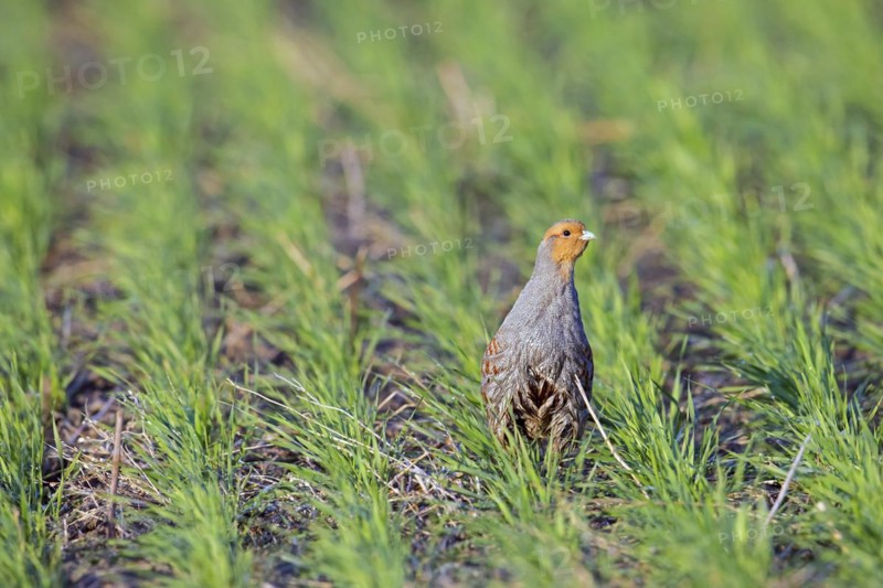 Grey partridge