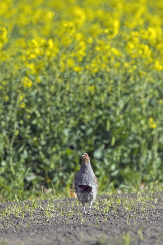 Grey partridge