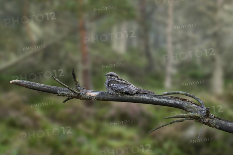 European nightjar