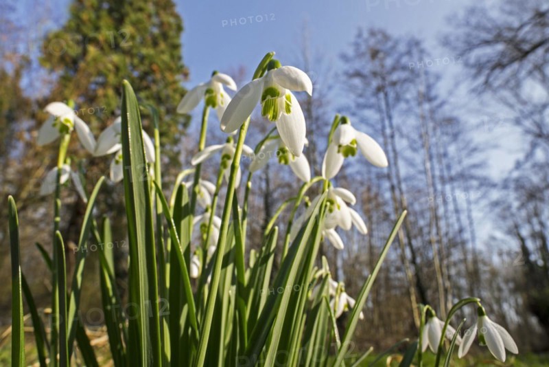 Common snowdrops