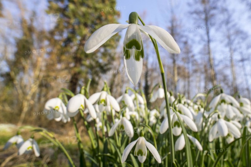 Common snowdrops