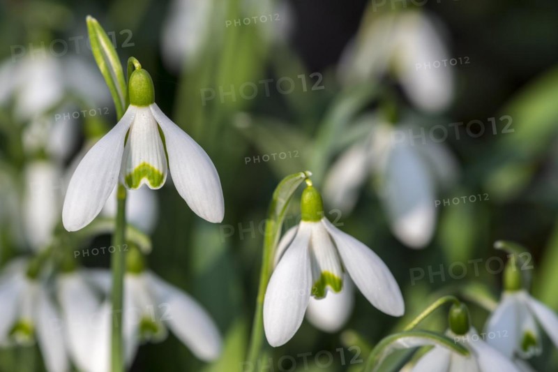 Common snowdrops
