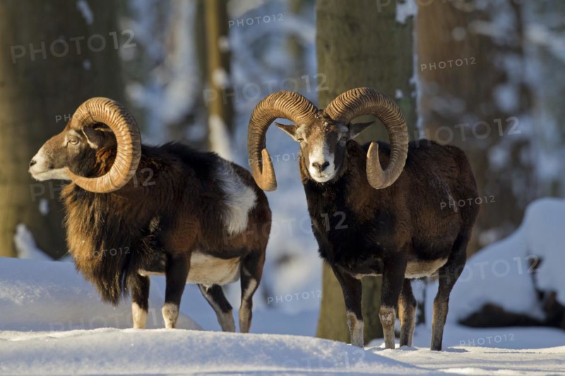 Two European Mouflon