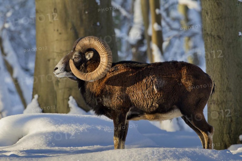 European Mouflon