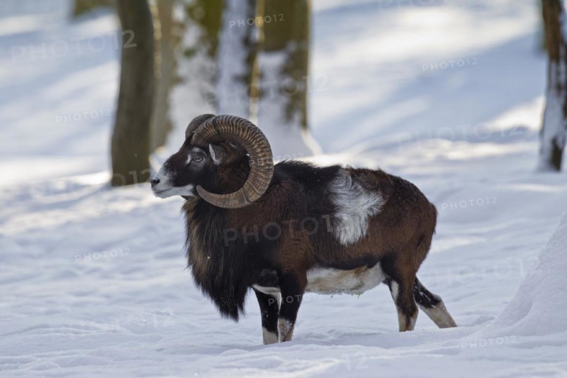 European Mouflon