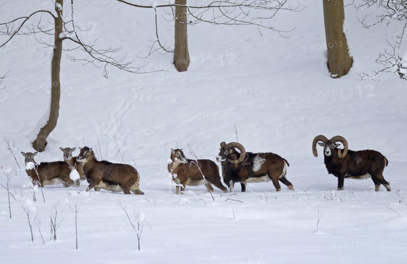 European Mouflon