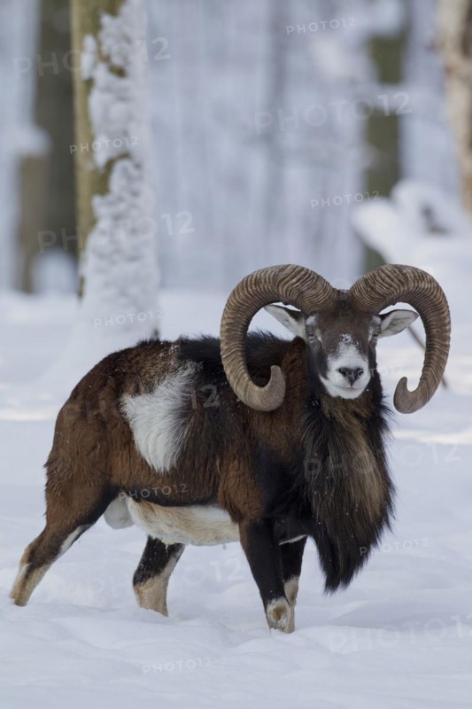 European Mouflon