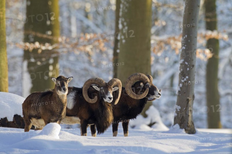 European Mouflon