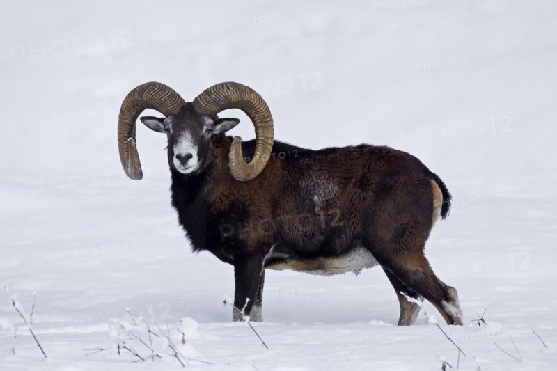 European Mouflon
