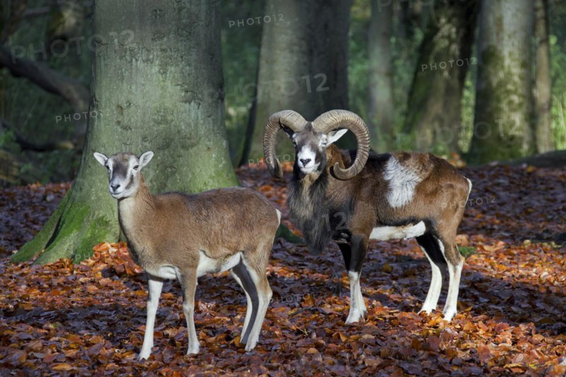 European mouflon