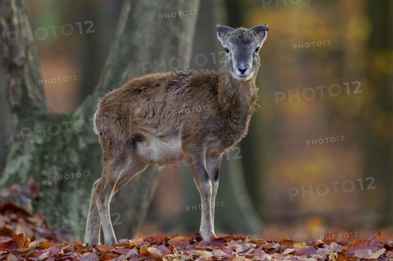 European mouflon
