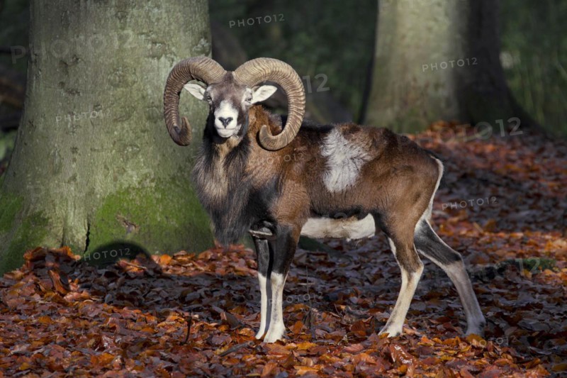 European mouflon