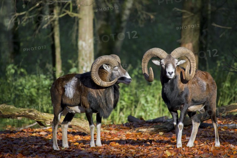 European mouflon