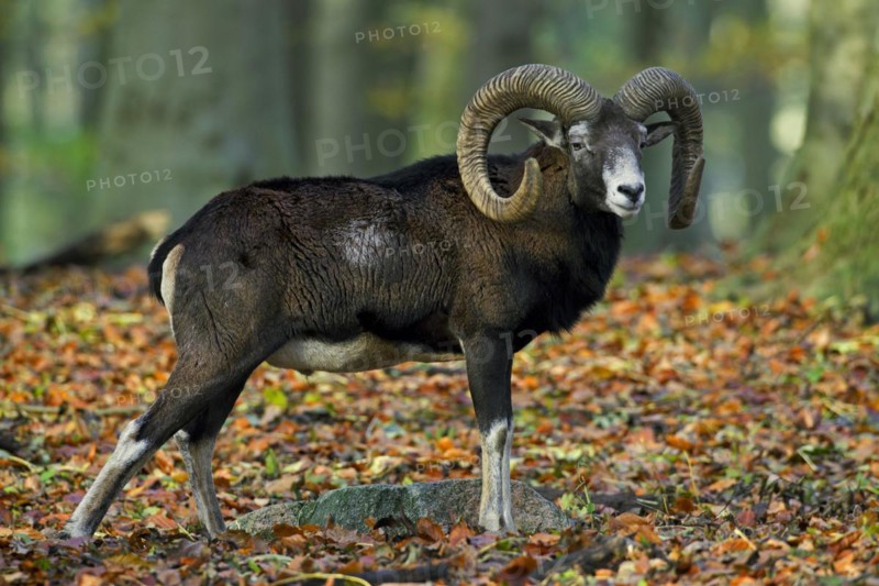 European mouflon