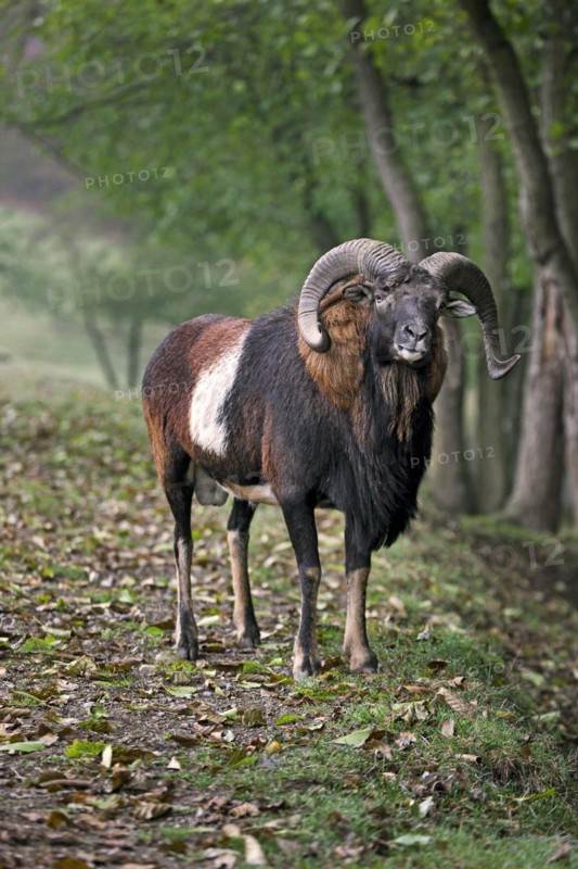 European mouflon