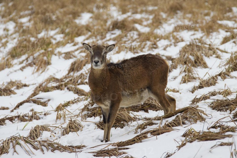 European mouflon