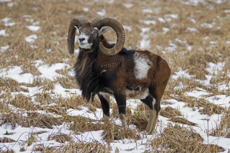 European mouflon