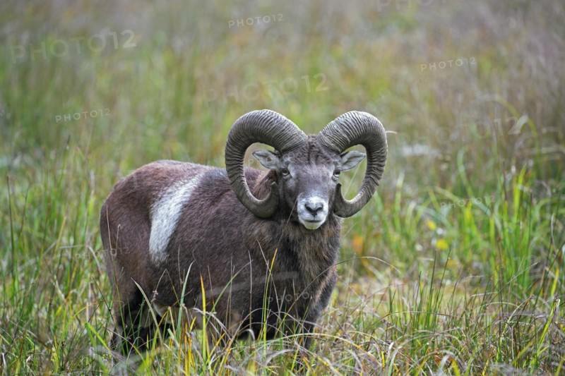 European mouflon